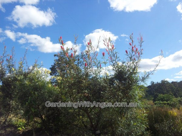 Grevillea ‘Crimson Yul-lo’
