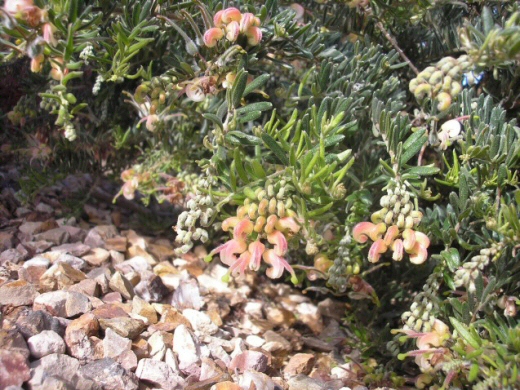 Grevillea ‘Edna Walling Softly Softly’