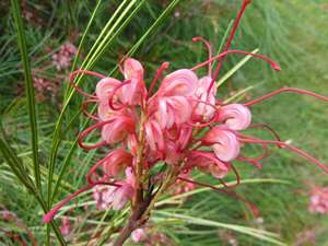 Grevillea ‘Long John (synonym Elegance)’
