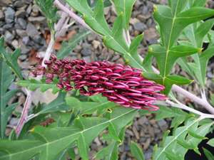 Grevillea ‘Fanfare’