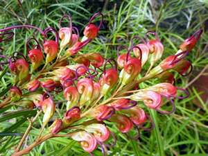 Grevillea ‘Firesprite’