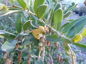 Grevillea ‘Flora Gold’