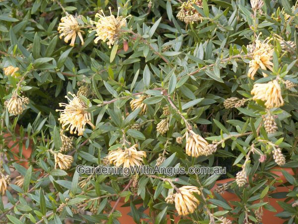 Grevillea ‘Goldfever’