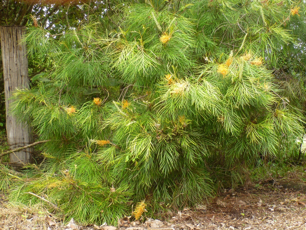 Grevillea ‘Golden Lyre’