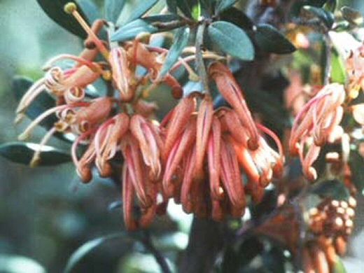 Grevillea ‘Apricot Charm’