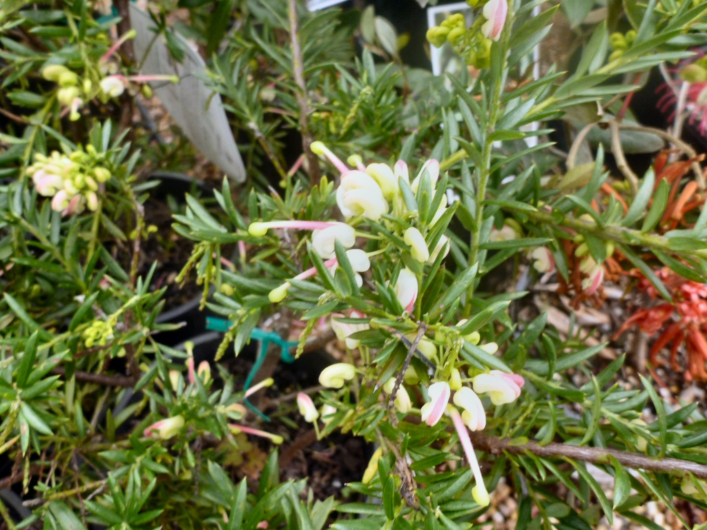 Grevillea ‘Hills Jubilee’