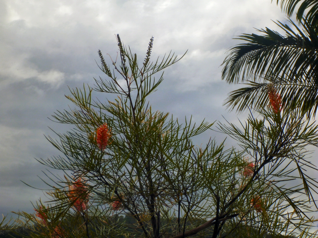 Grevillea ‘Honey Barbara’
