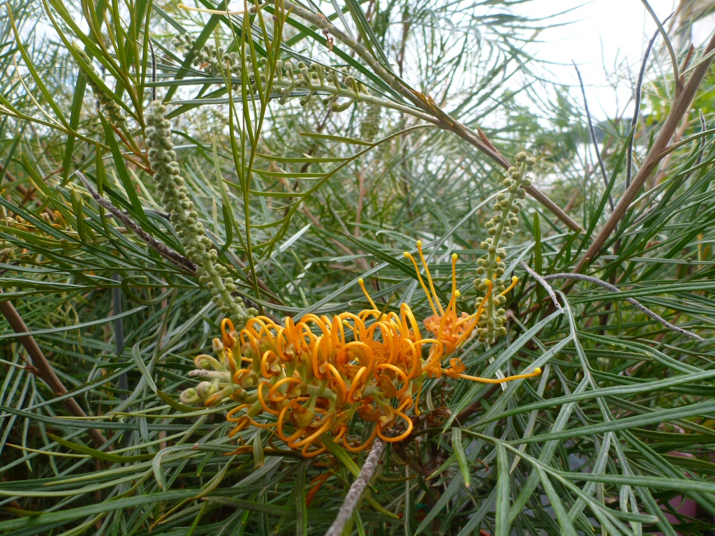 Grevillea ‘Honey Gem’