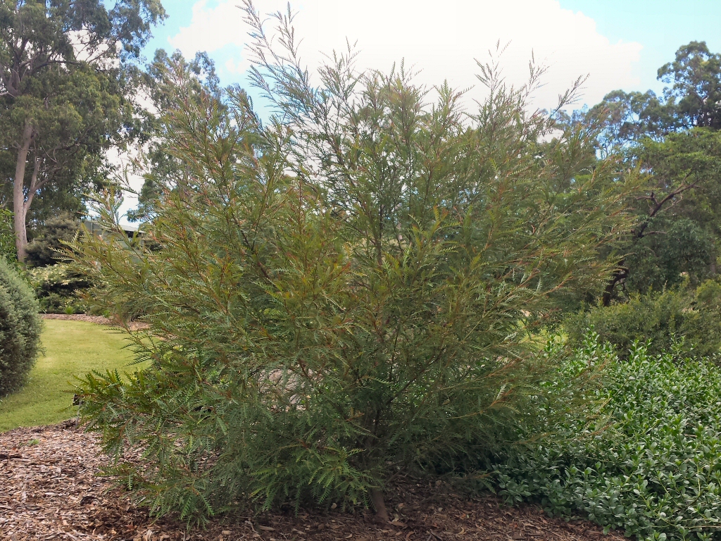 Grevillea juniperina – Juniper-leafed Grevillea