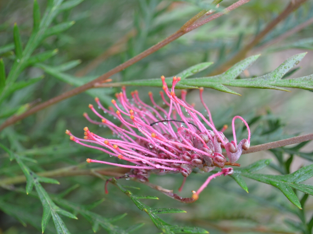 Grevillea ‘Ivanhoe’
