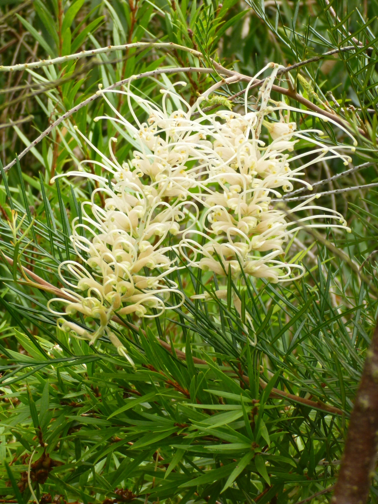 Grevillea ‘Ivory Whip’