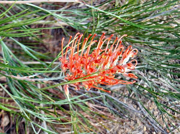 Grevillea ‘Jester’