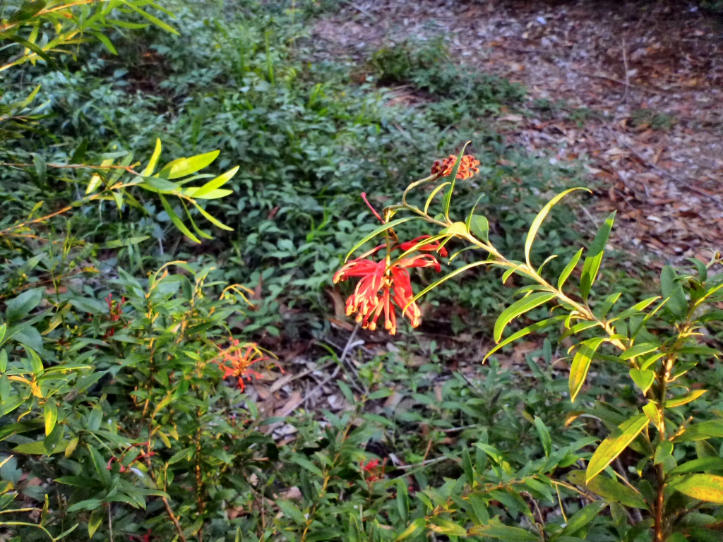 Grevillea ‘Lady O’