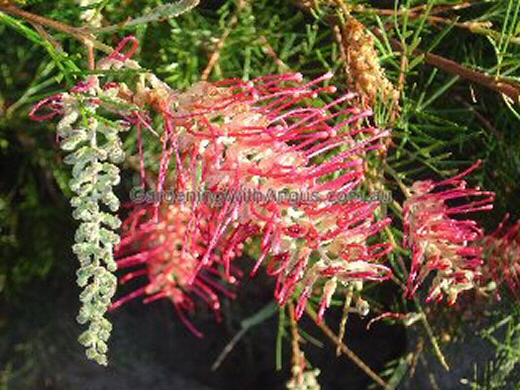 Grevillea ‘Lana Maree’
