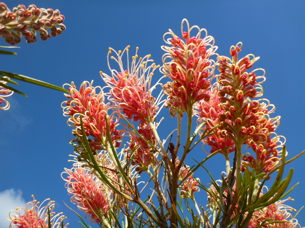 Grevillea ‘Majestic’