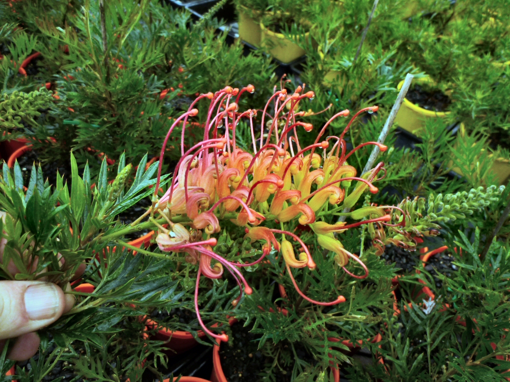 Grevillea ‘Ned Kelly (Mason’s Hybrid)’