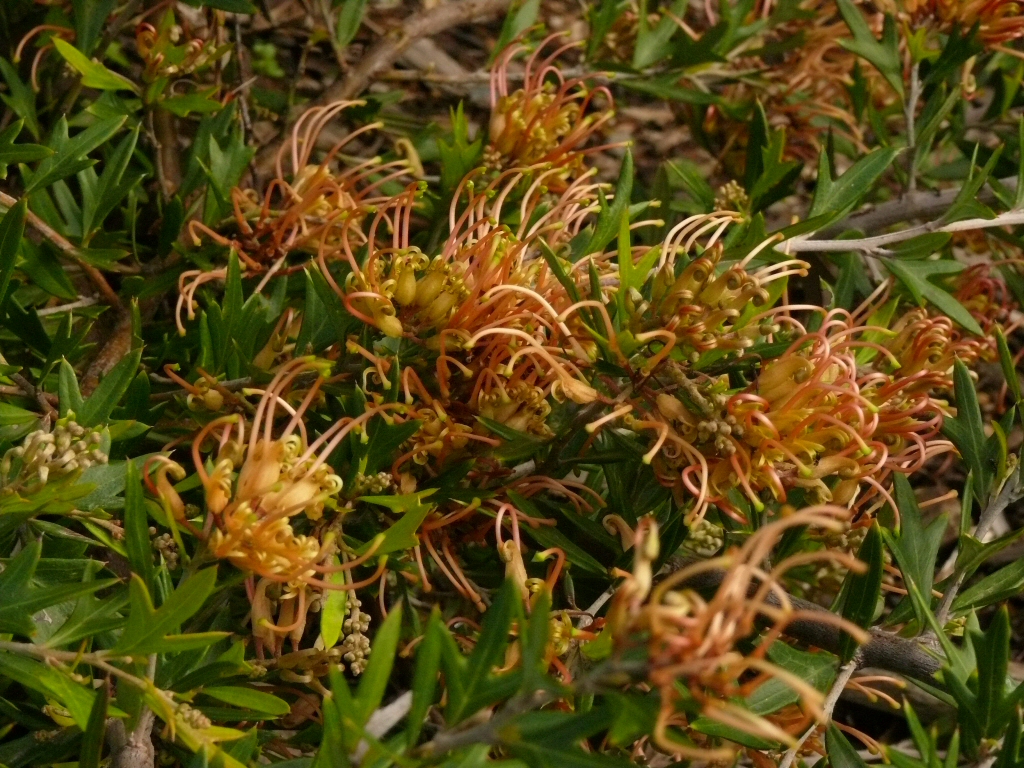 Grevillea ‘Old Gold’