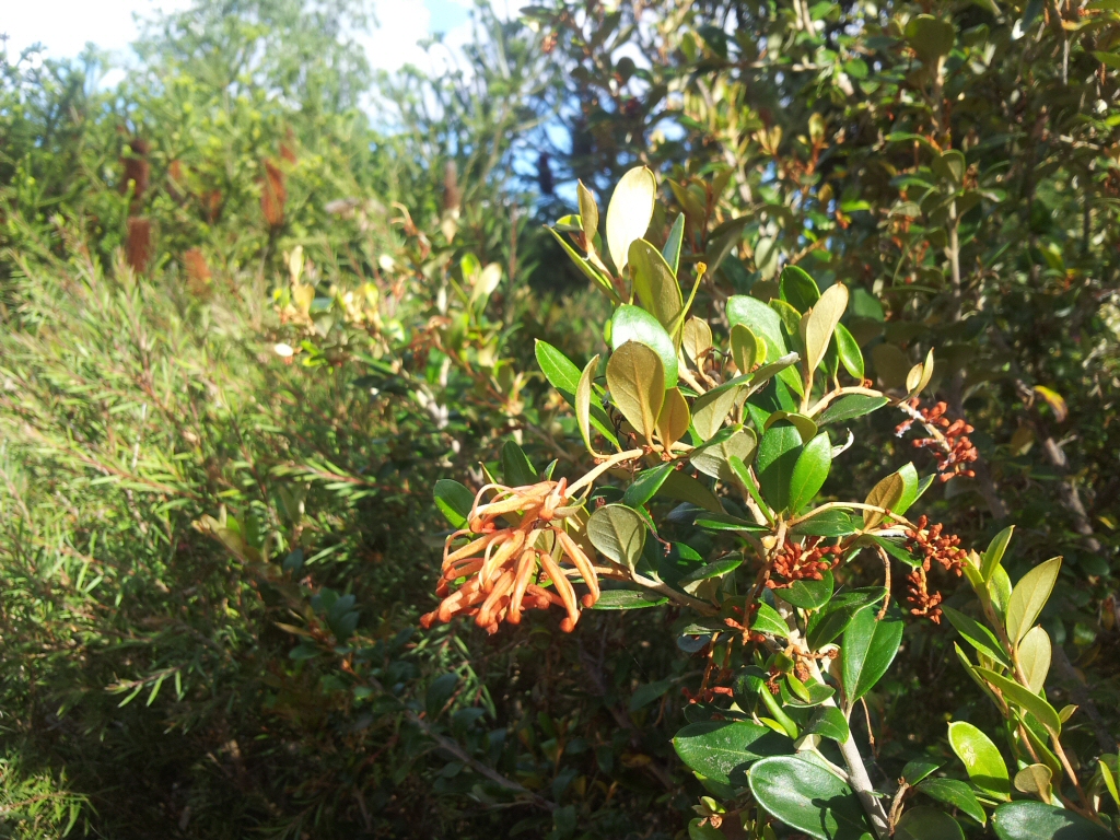 Grevillea ‘Orange Box’