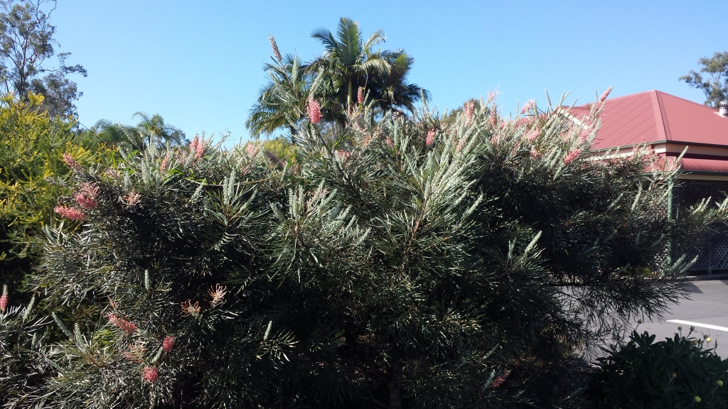 Grevillea ‘Parakeet Pink’