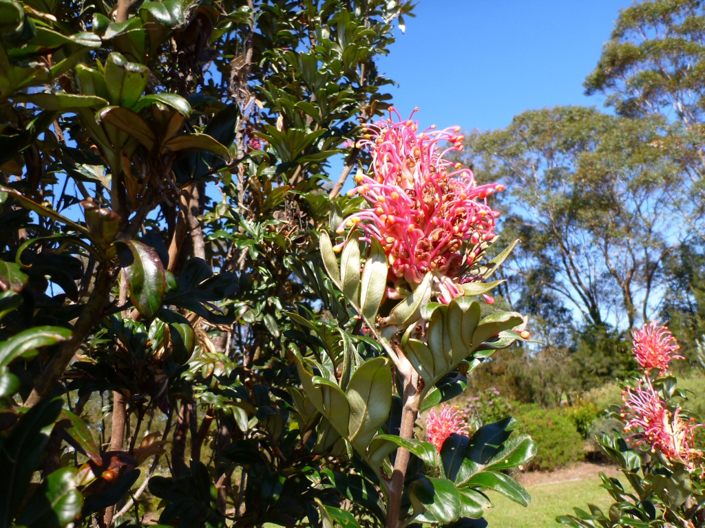 Grevillea ‘Pink Candelabra’