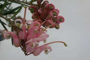 Grevillea juniperina ‘Pink Lady’