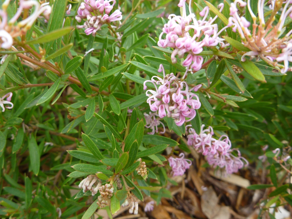 Grevillea ‘Pink Midget’