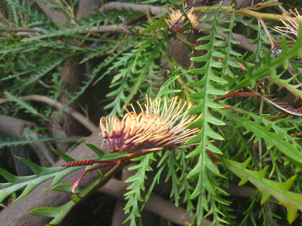 Grevillea ‘Poorinda Blondie’