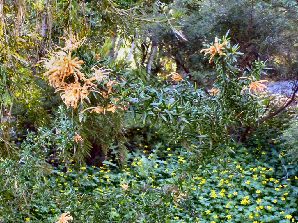 Grevillea ‘Poorinda Queen’
