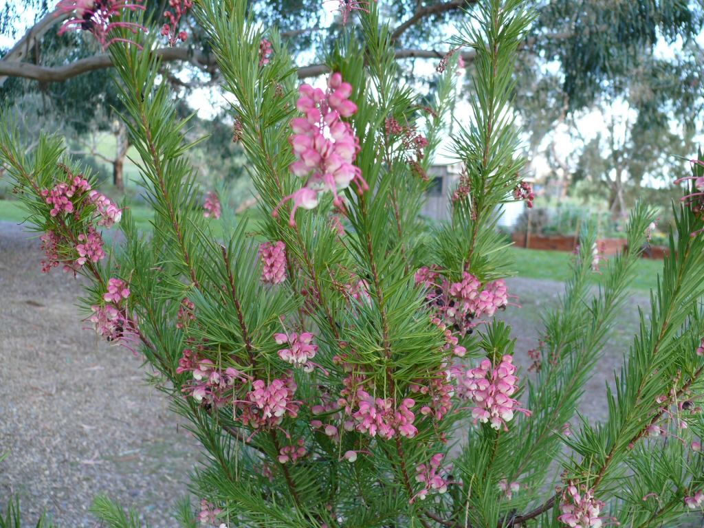 Grevillea rosmarinifolia ‘Rosy Posy’