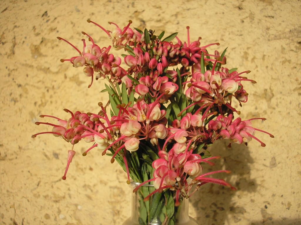 Grevillea rosmarinifolia ‘Rosy’s Baby’