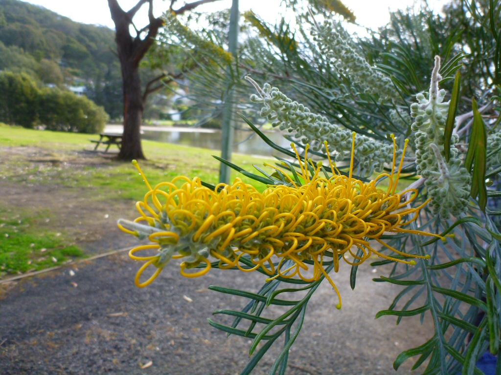 Grevillea ‘Sandra Gordon’