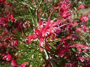 Grevillea rosmarinifolia ‘Scarlet Sprite’