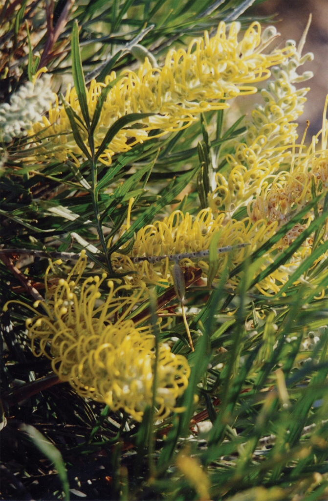 Grevillea ‘Silvereye Cream’