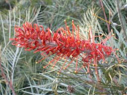 Grevillea ‘Sunset Bronze’