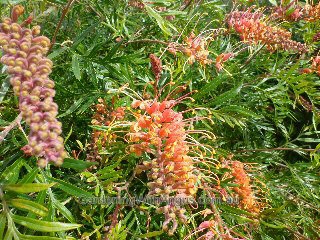 Grevillea ‘Superb’