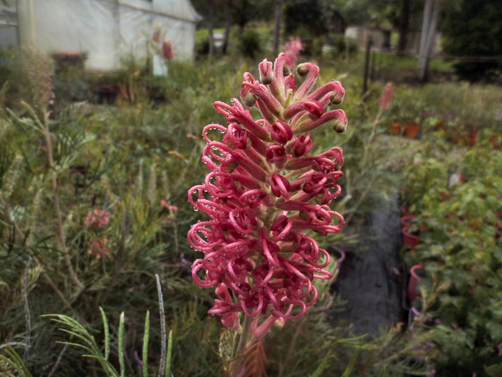 Grevillea ‘Sylvia’