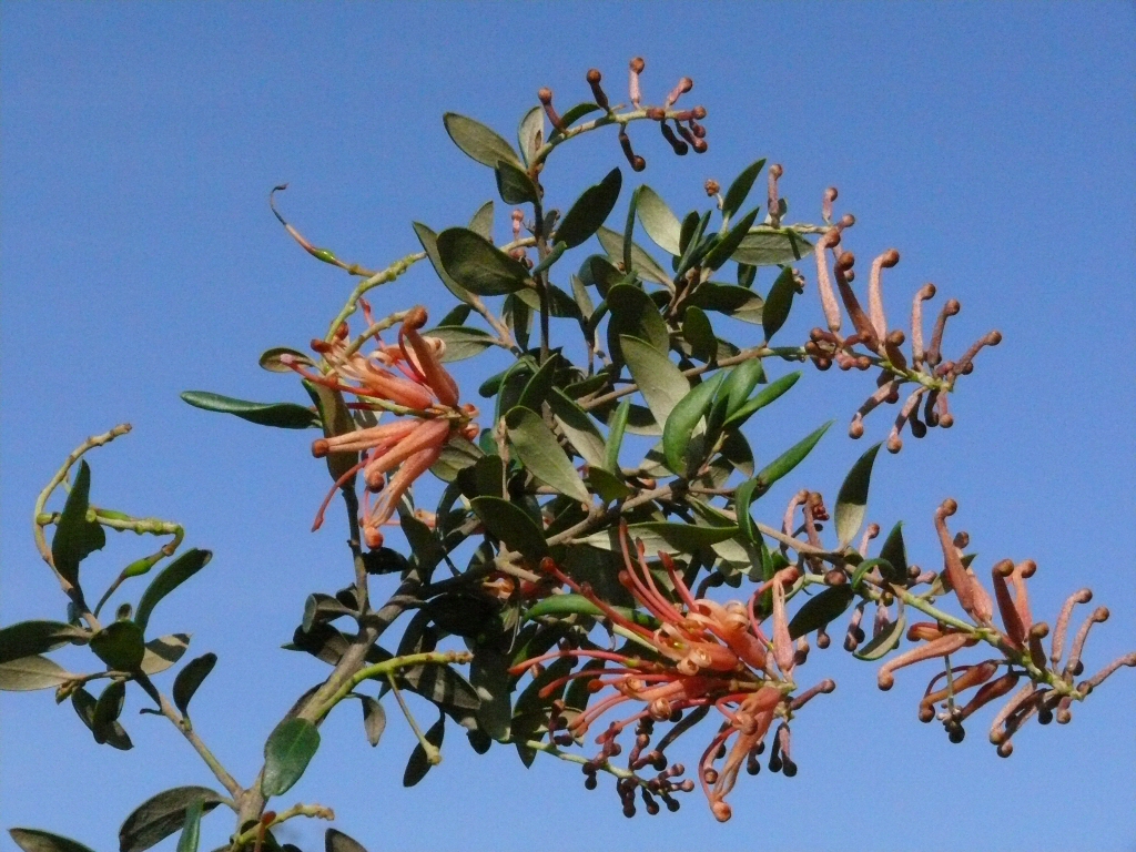 Grevillea ‘Tangerine’