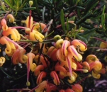 Grevillea ‘Tucker Time Entree’