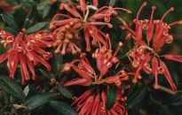 Grevillea ‘Tucker Time Winter Feast’