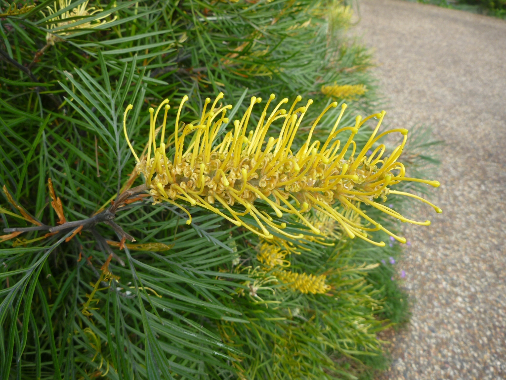Grevillea ‘Wattlebird Yellow’