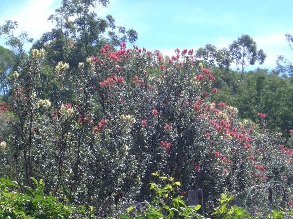 Grevillea banksii ‘White Candelabra’