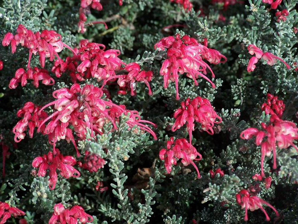 Grevillea ‘Winter Delight’