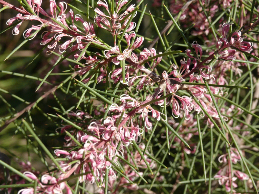 Hakea decurrens ‘Pink Lace’