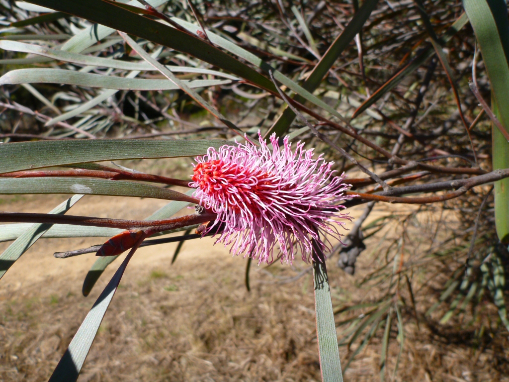 Hakea francisiana – Emu Tree