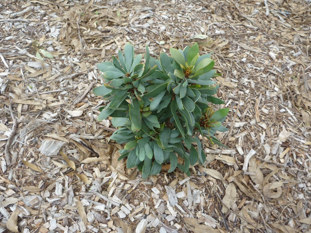 Hakea laurina ‘Mini Pini’