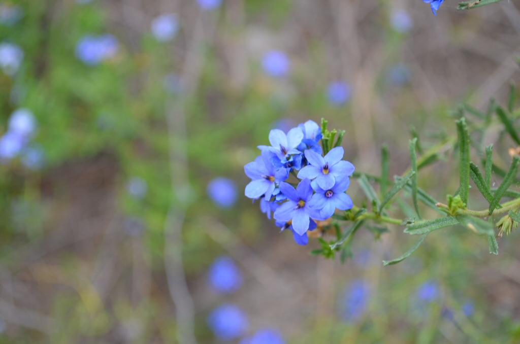 Halgania cyanea – Blue Mallee Flower