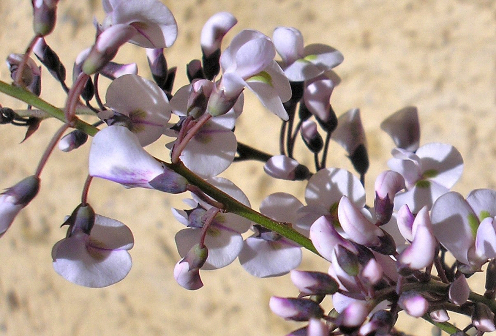 Hardenbergia violacea ‘Free And Easy’ – Hardenbergia