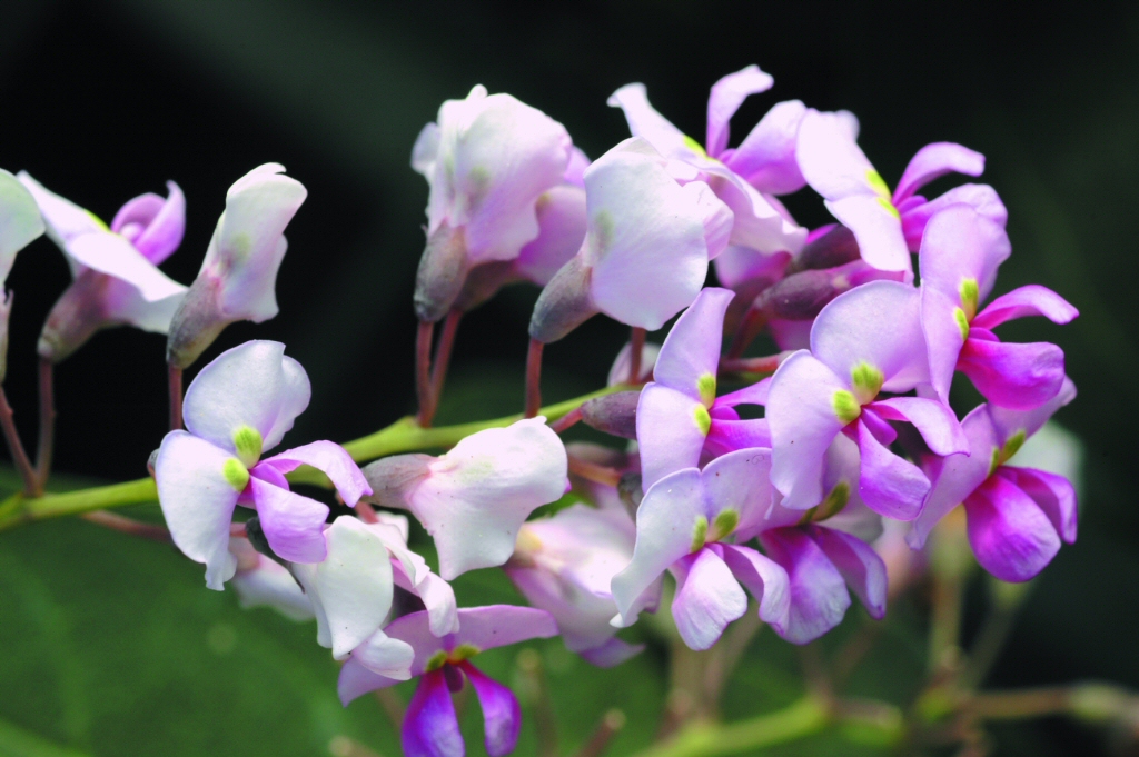 Hardenbergia violacea ‘Pink Spray’