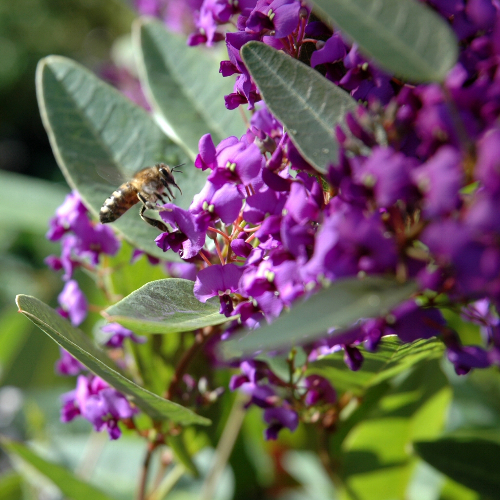 Hardenbergia violacea ‘Purple Spray’