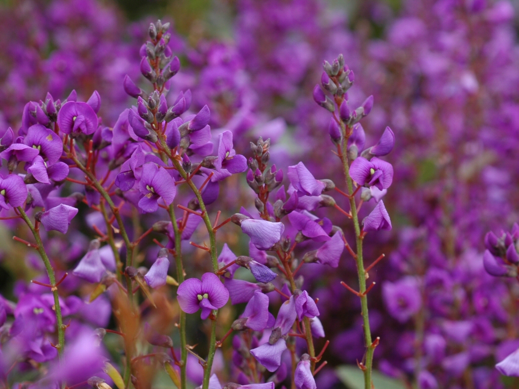 Great ground covers for your garden